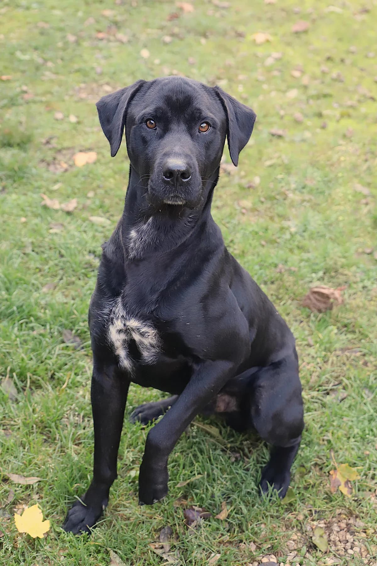 SPARROW, male Labrador Retriever for adoption at Refuge de Jouvence - SPA les amis des bêtes