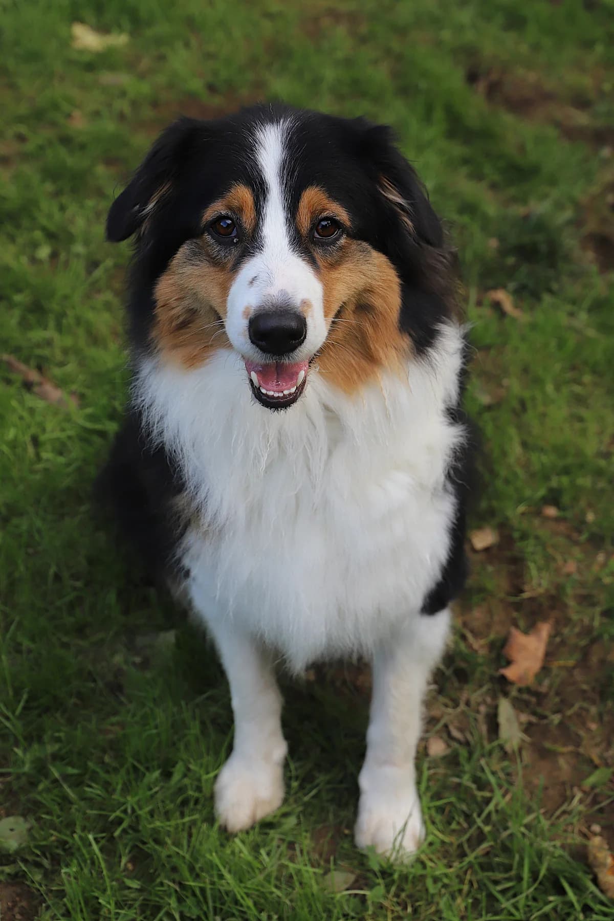 THALES, female Australian Shepherd for adoption at Refuge de Jouvence - SPA les amis des bêtes