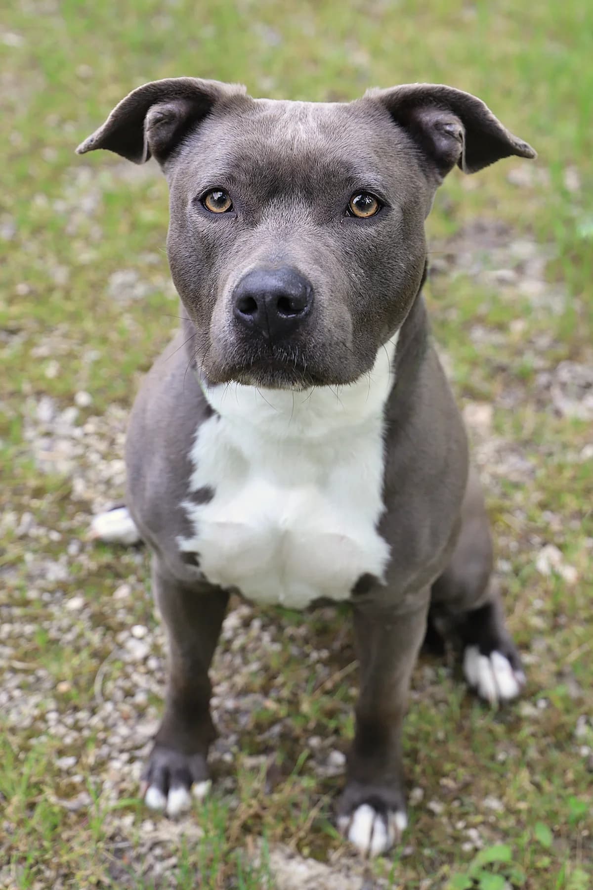 TOKYO, female American Staffordshire Terrier for adoption at Refuge de Jouvence - SPA les amis des bêtes
