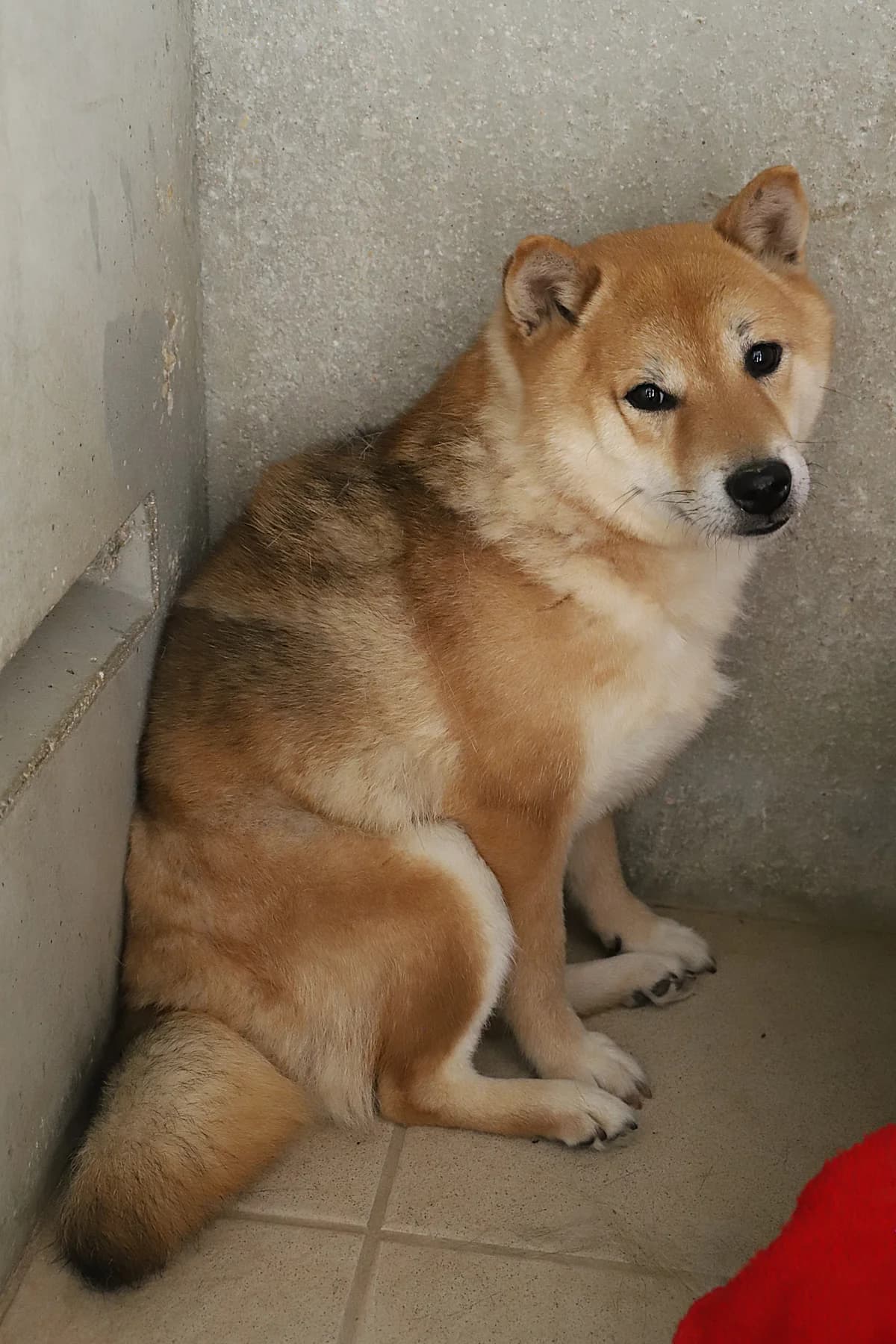 UKOITA, female Shiba Inu for adoption at Refuge de Jouvence - SPA les amis des bêtes