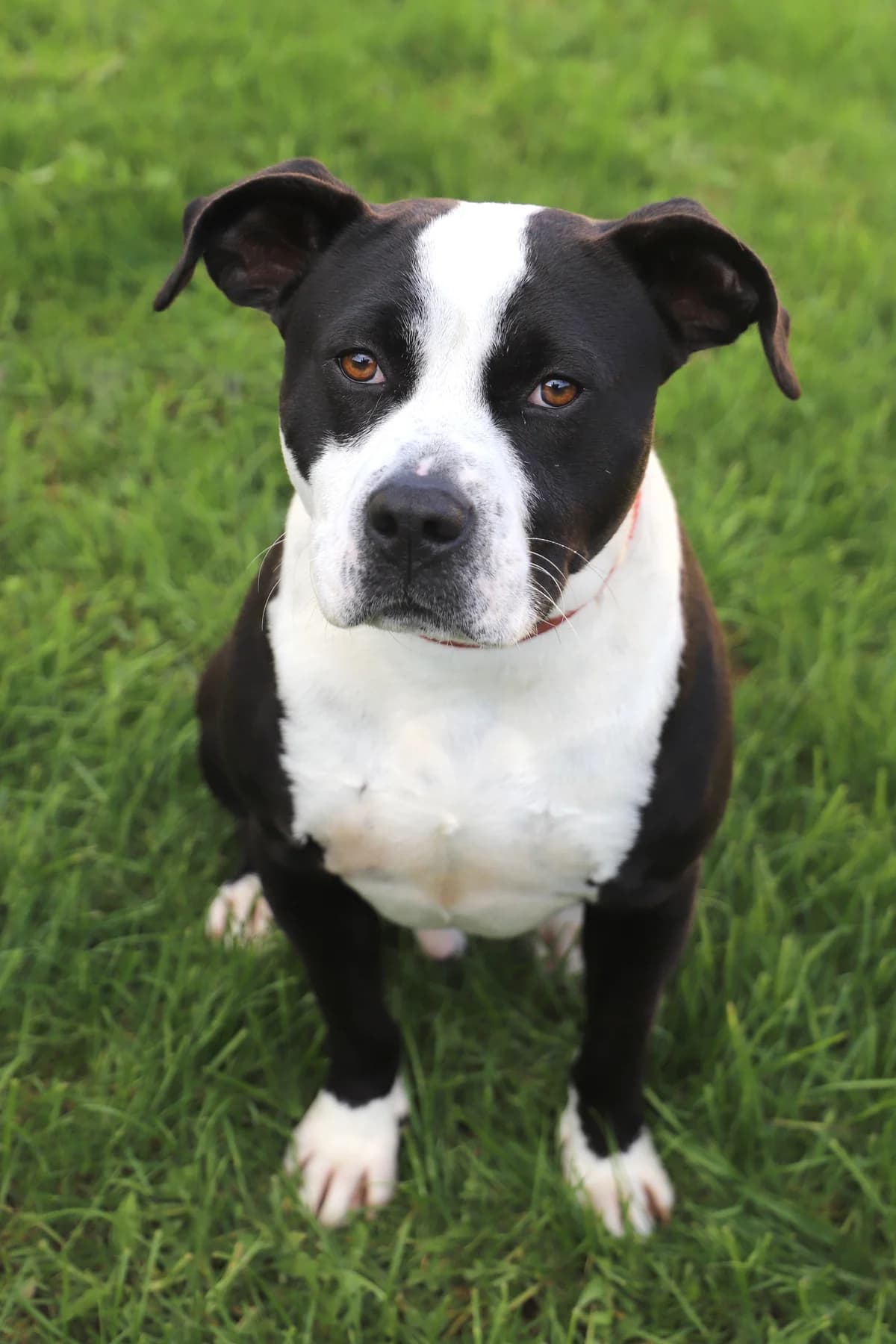 UTCHO, male Mixed Breed for adoption at Refuge de Jouvence - SPA les amis des bêtes