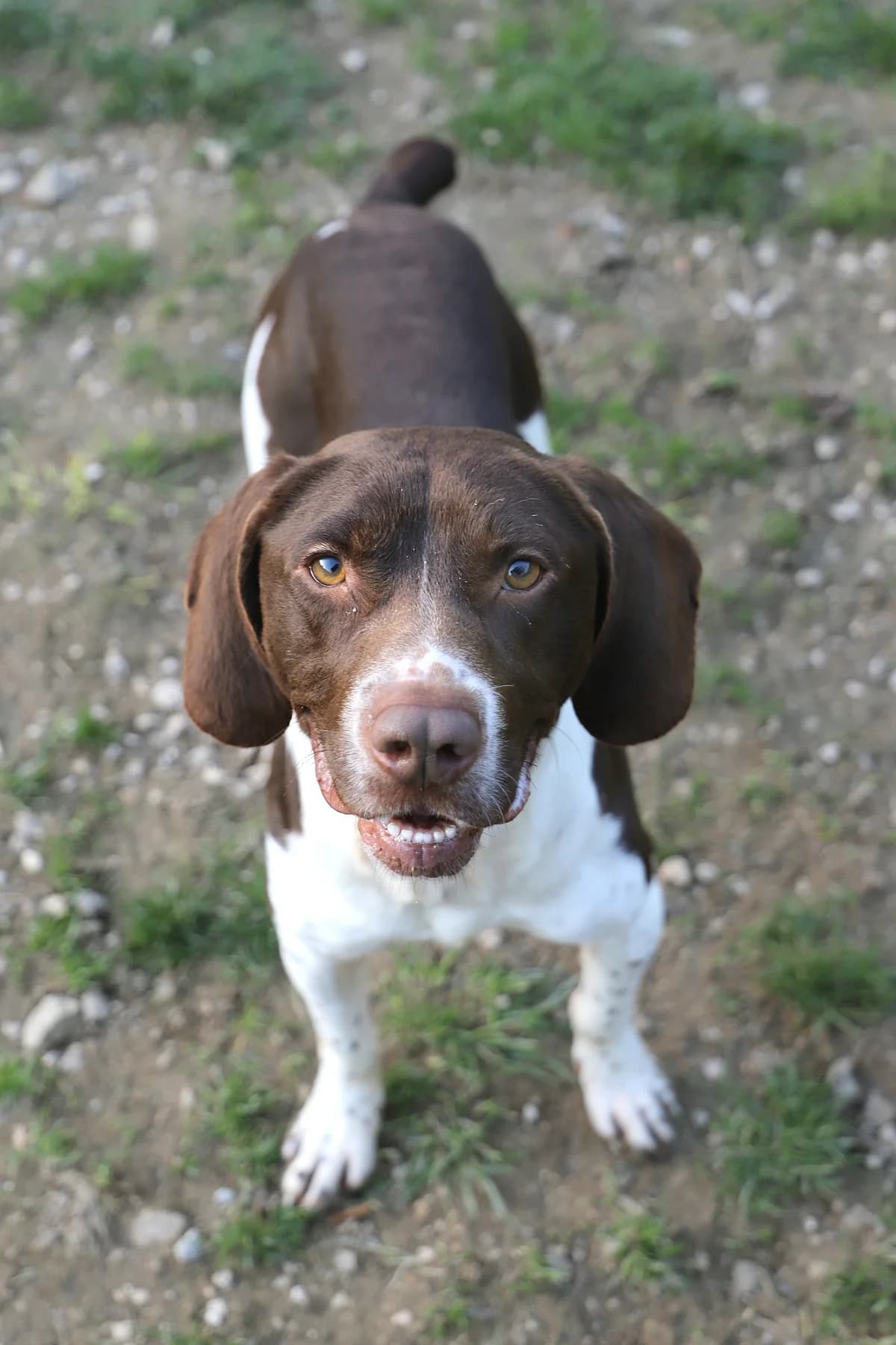 VAKO, male mixed breed for adoption at Refuge de Jouvence - SPA les amis des bêtes