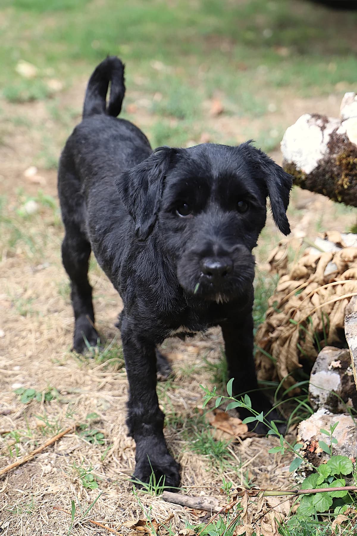 VICHY, female mixed breed for adoption at Refuge de Jouvence - SPA les amis des bêtes