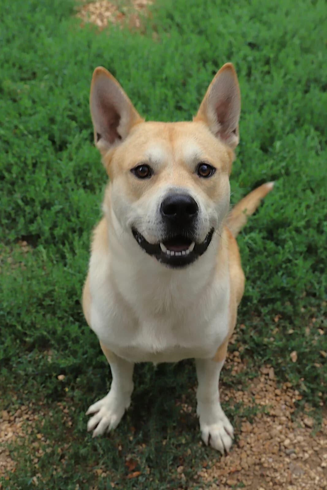 VOLT, male Mixed Breed for adoption at Refuge de Jouvence - SPA les amis des bêtes