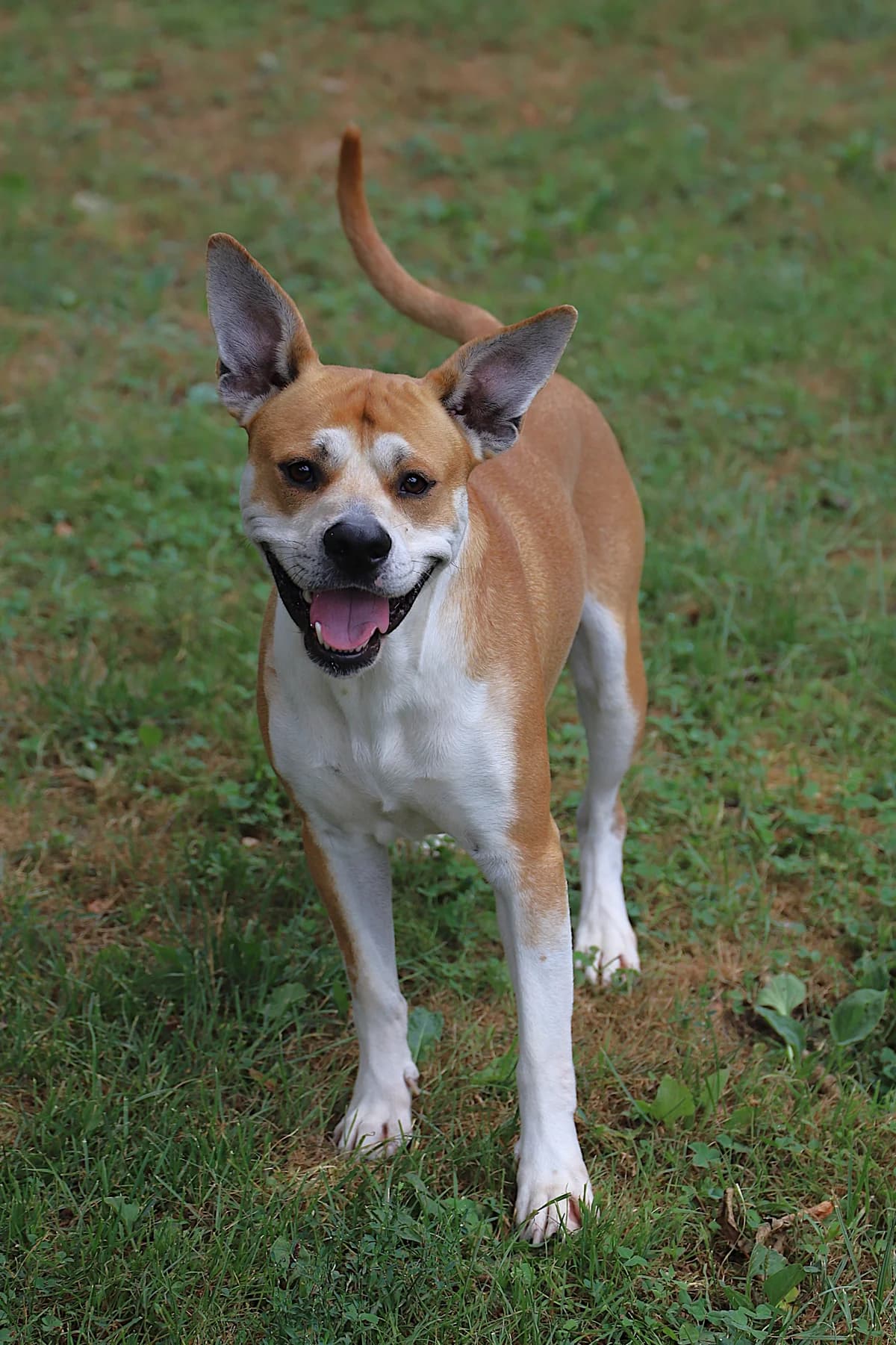 VYPER, male Mixed Breed for adoption at Refuge de Jouvence - SPA les amis des bêtes