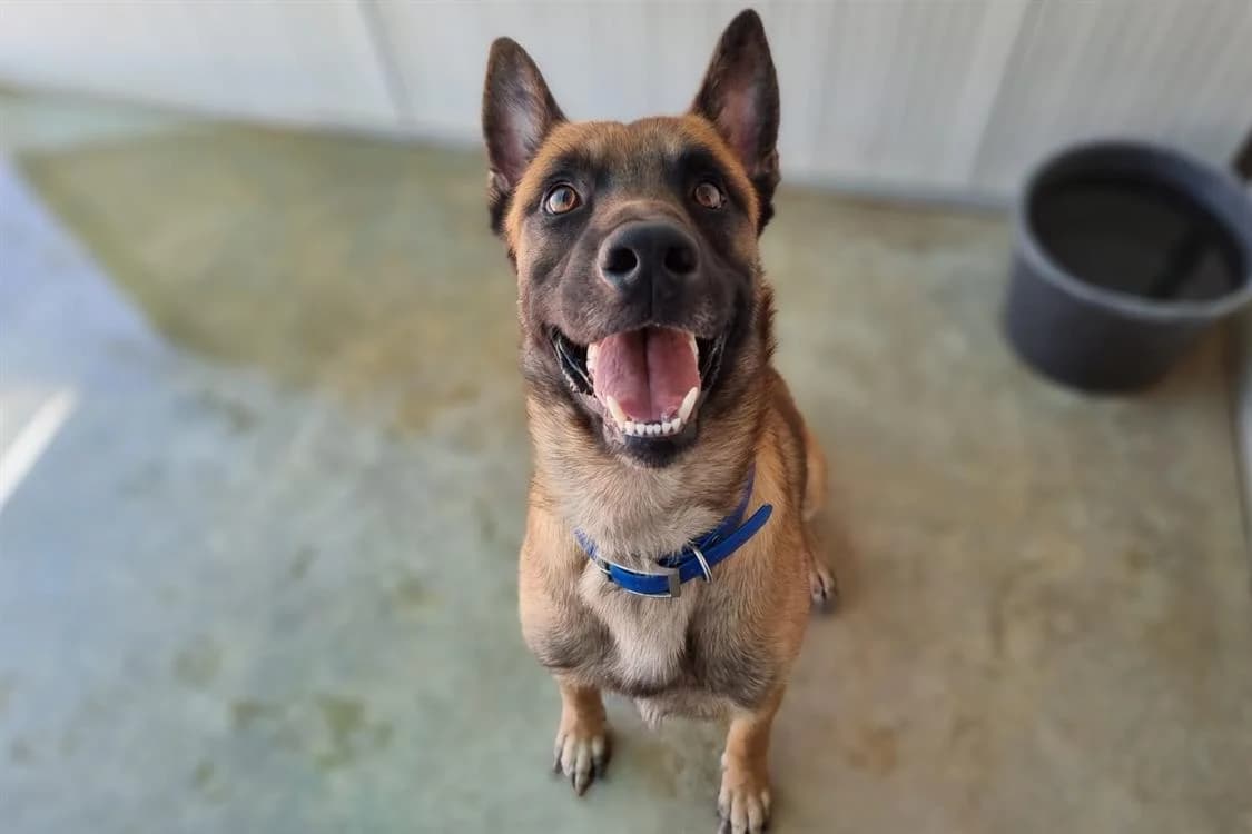 Simba, male 4yo Belgian Malinois for adoption at SPA Lézignan-Corbières, Lezignan