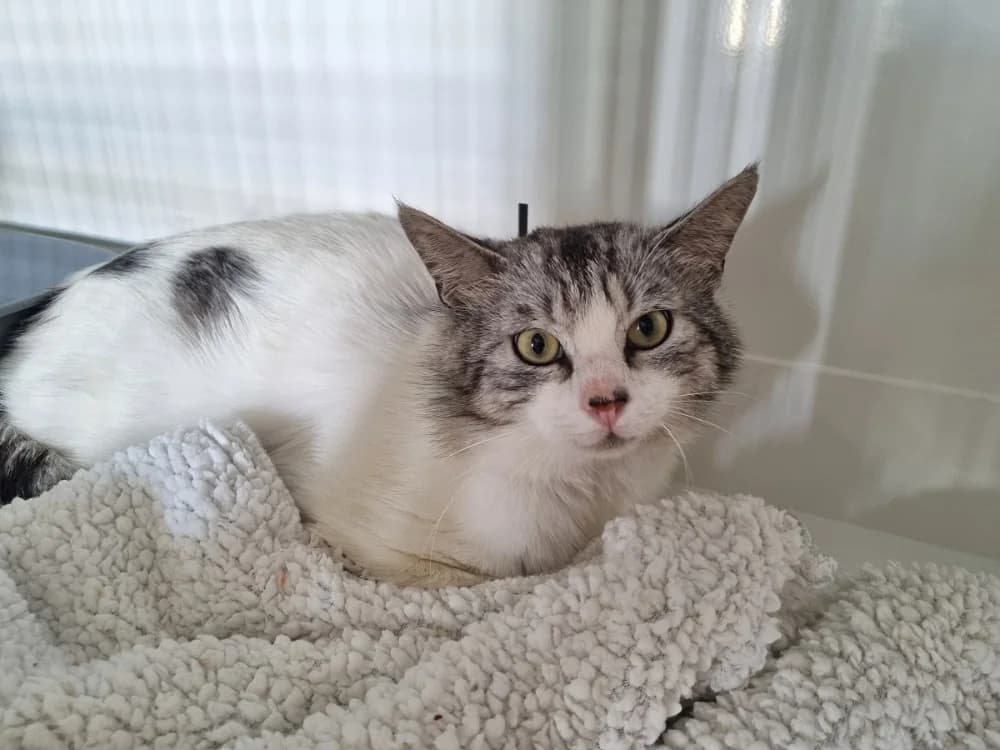 Spike, male 4yo Mixed Breed for adoption at SPA Lézignan-Corbières, Lezignan