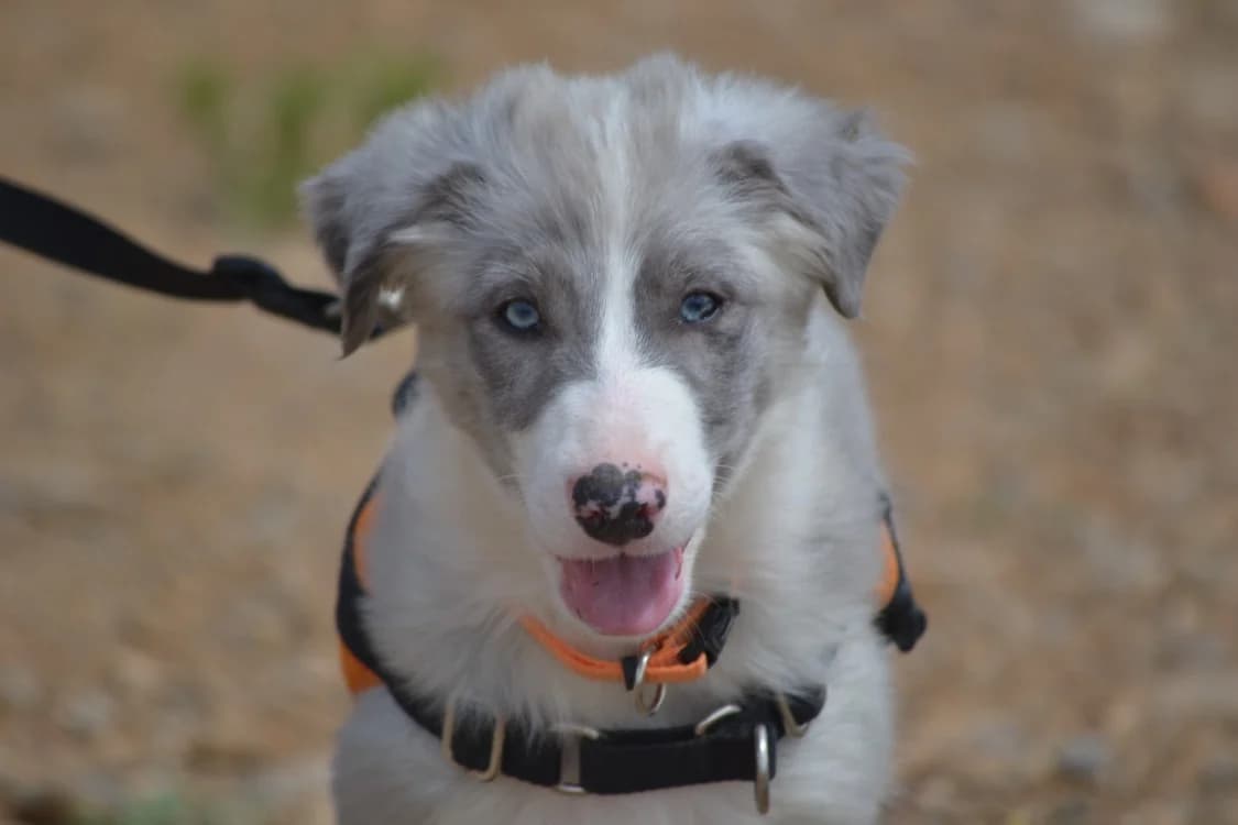 BOSTON, male mixed breed for adoption at SPA Lézignan-Corbières, Lezignan