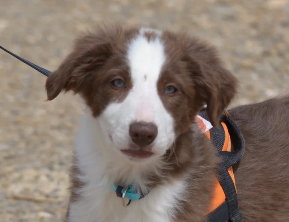 Bombay, female Border Collie for adoption at SPA Lézignan-Corbières, Lezignan