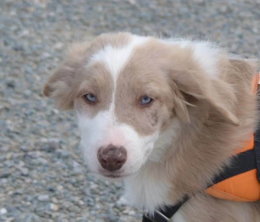 Bastia, female Border Collie for adoption at SPA Lézignan-Corbières, Lezignan