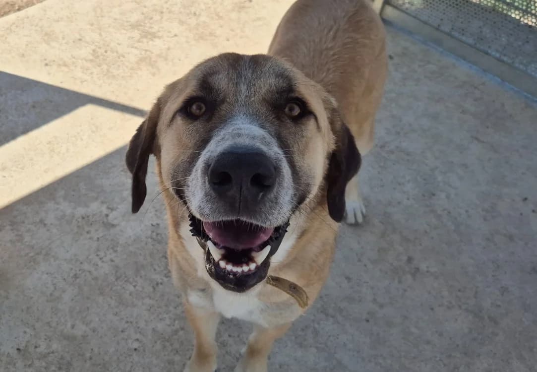 MANNY, male young mixed breed for adoption at SPA Lézignan-Corbières, Lezignan