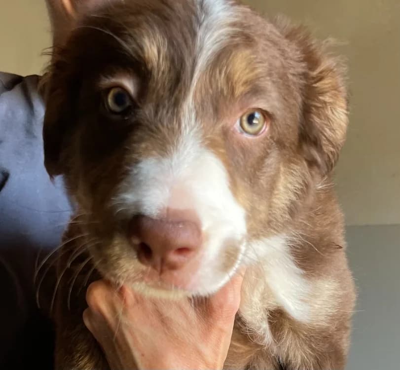Sydney, female Border Collie for adoption at SPA Lézignan-Corbières, Lezignan