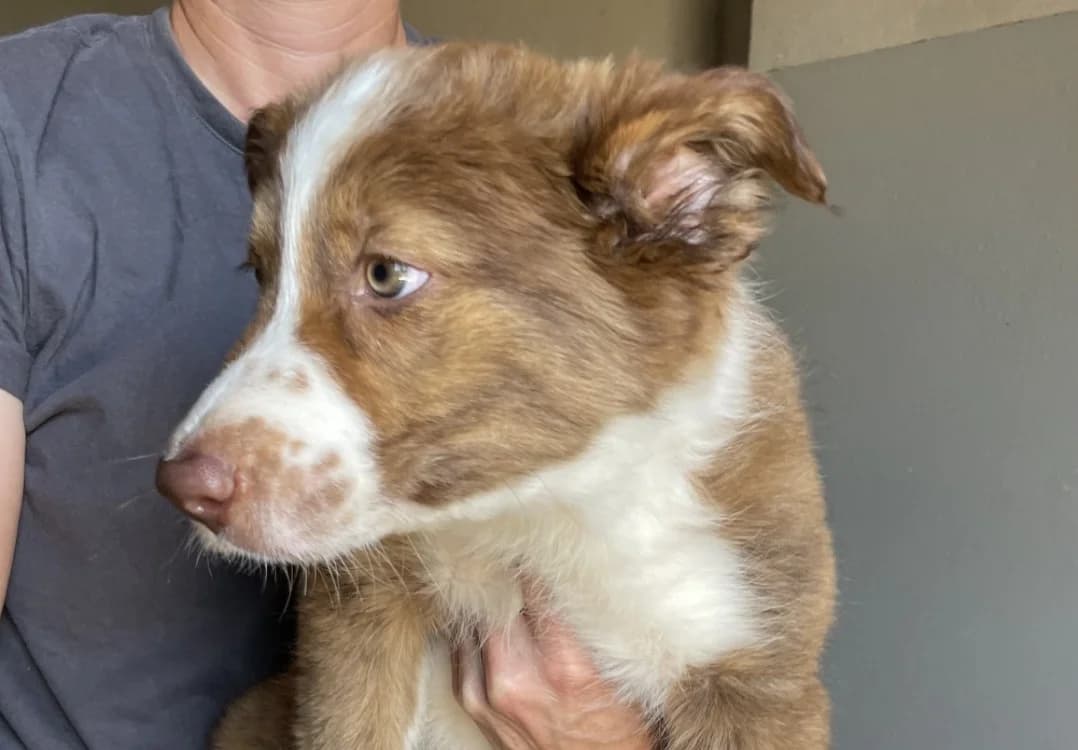 Sky, female mixed breed for adoption at SPA Lézignan-Corbières, Lezignan