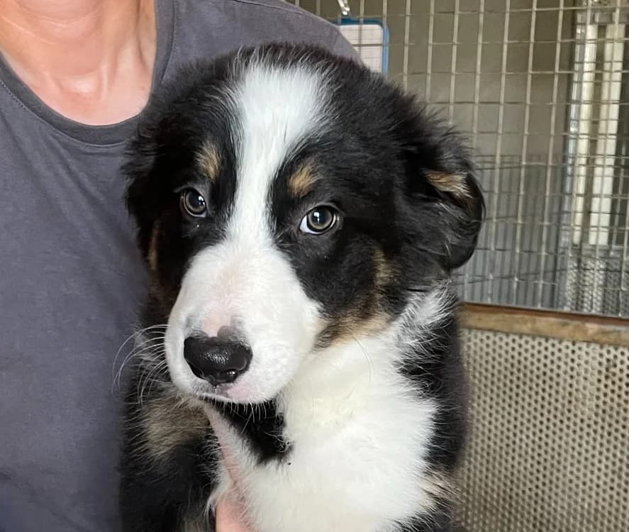 Sirius, male mixed breed for adoption at SPA Lézignan-Corbières, Lezignan