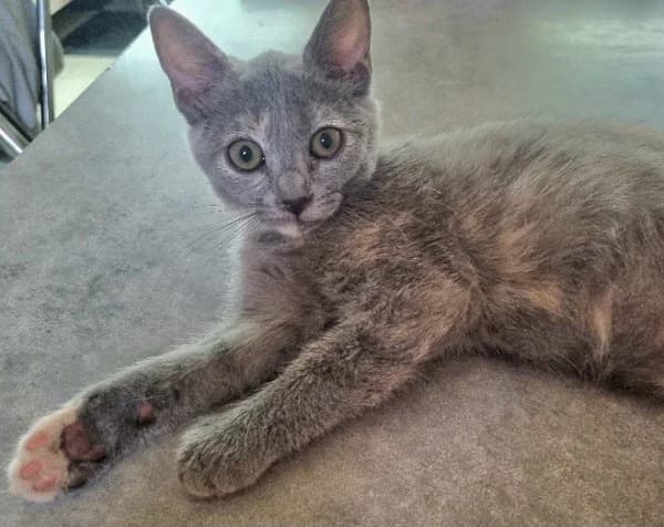 SOCKET, female Mixed Breed for adoption at SPA Lézignan-Corbières, Lezignan