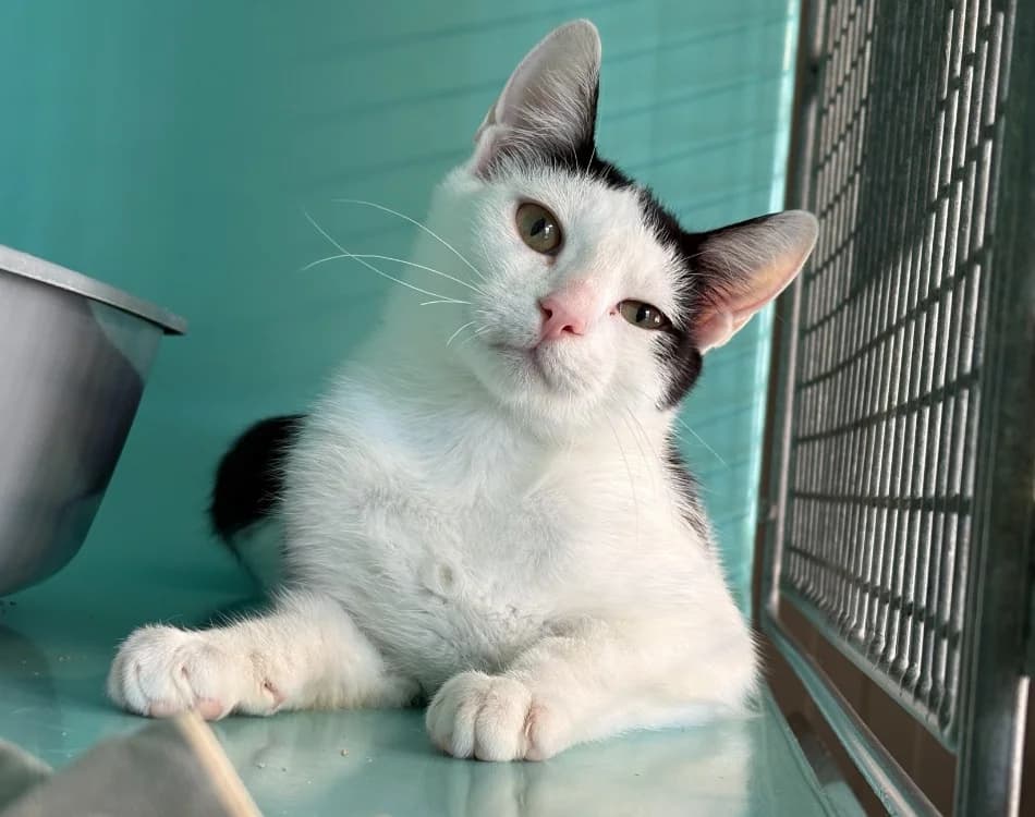 Google, male Mixed Breed for adoption at SPA Lézignan-Corbières, Lezignan