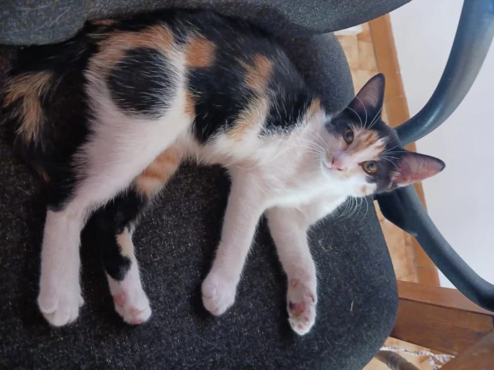 Chutney, female Mixed Breed for adoption at SPA Lézignan-Corbières, Lezignan