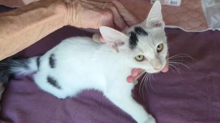 Nessie, female Mixed Breed for adoption at SPA Lézignan-Corbières, Lezignan