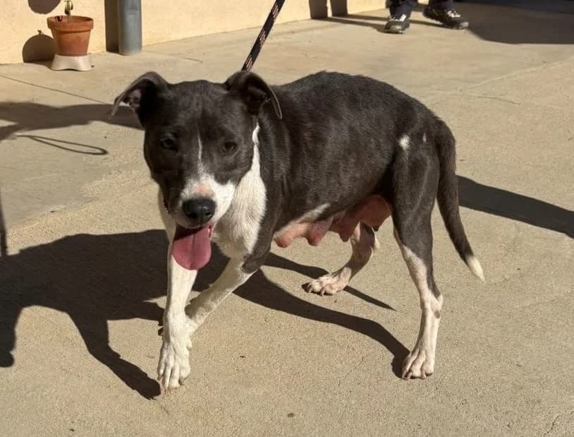 Ivy, female 3yo Mixed Breed for adoption at SPA Lézignan-Corbières, Lezignan