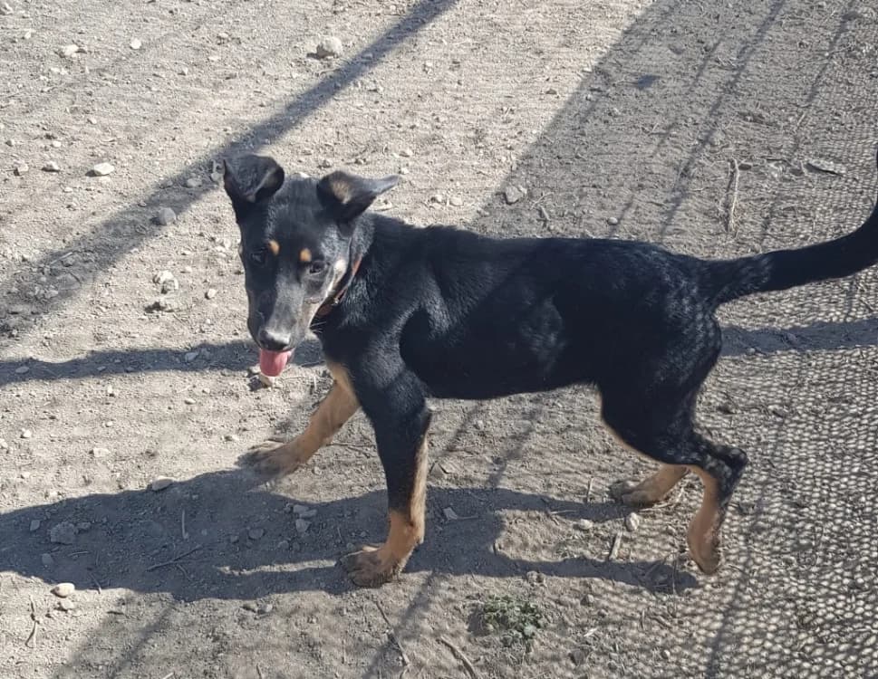 Orange, female Mixed Breed for adoption at SPA Lézignan-Corbières, Lezignan