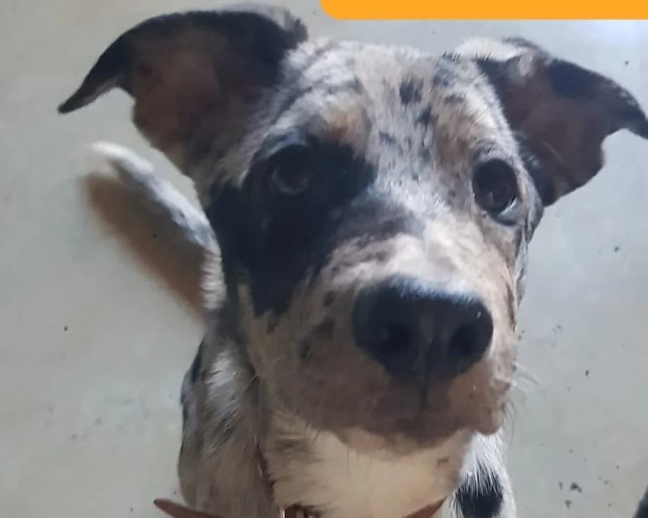 Bandit, male Mixed Breed for adoption at SPA Lézignan-Corbières, Lezignan