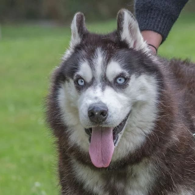 Jamsy, Mixed Breed for adoption at SPA de Loire Atlantique, Nantes