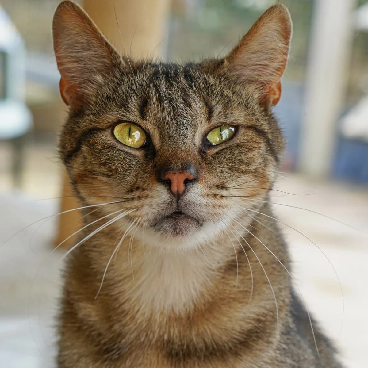 Mamour, Mixed Breed for adoption at SPA de Loire Atlantique, Nantes