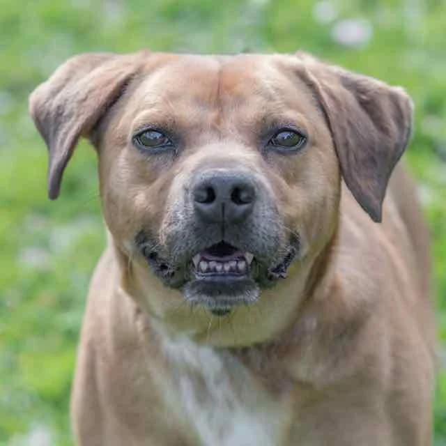 Cody, male 5yo mixed breed for adoption at SPA de Loire Atlantique, Nantes