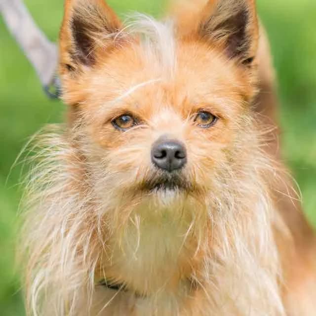 Snoopy, mixed breed for adoption at SPA de Loire Atlantique, Nantes