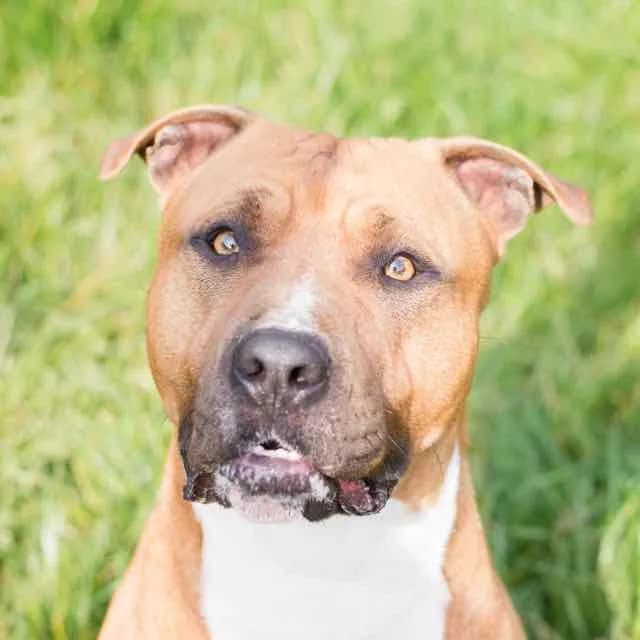 Pago, Mixed Breed for adoption at SPA de Loire Atlantique, Nantes