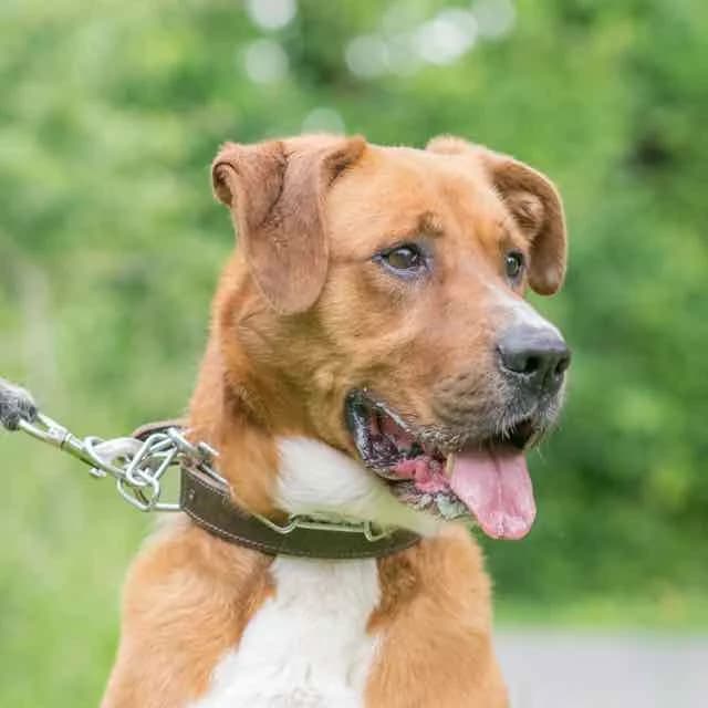 Loom, mixed breed for adoption at SPA de Loire Atlantique, Nantes