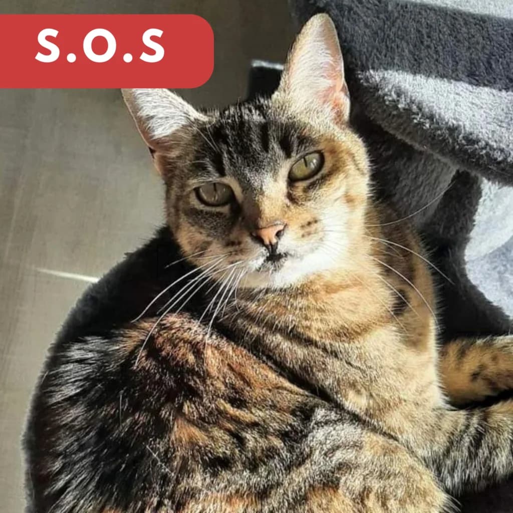 Reine Margaux, female senior Mixed Breed for adoption at SPA de Loire Atlantique, Nantes