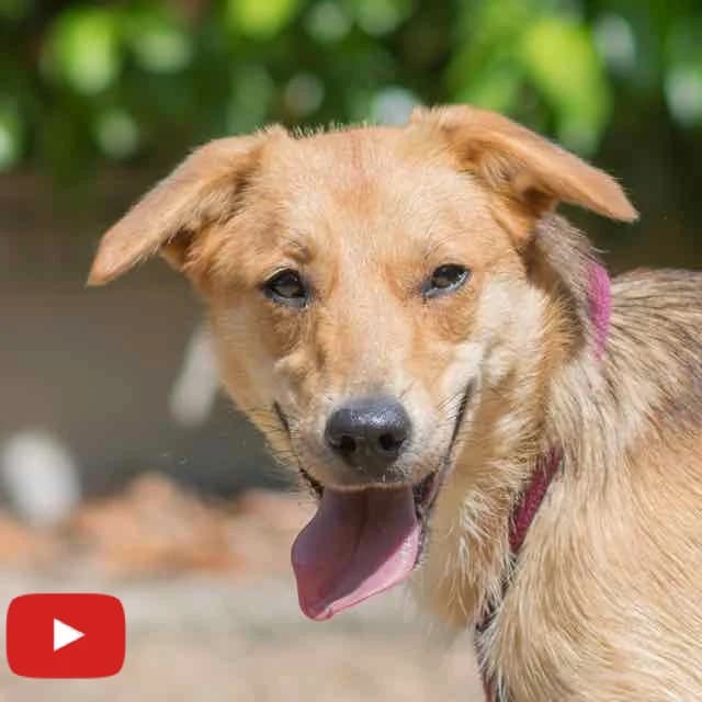 Speedy, mixed breed for adoption at SPA de Loire Atlantique, Nantes