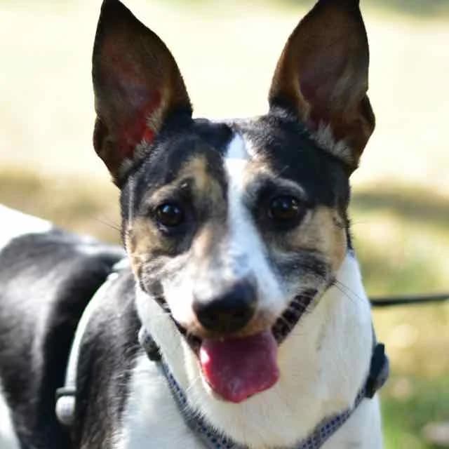 Nobel, mixed breed for adoption at SPA de Loire Atlantique, Nantes