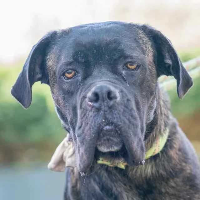 Oziris, female senior Mixed Breed for adoption at SPA de Loire Atlantique, Nantes