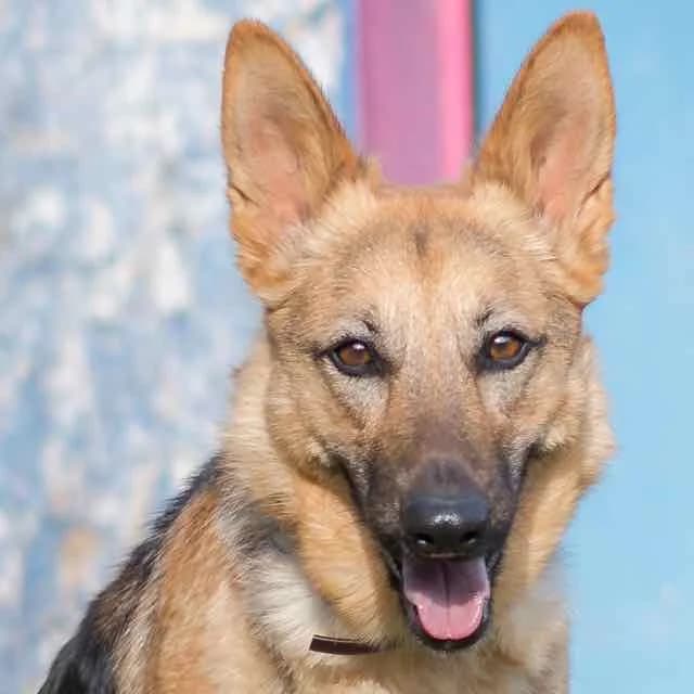 Raya, Mixed Breed for adoption at SPA de Loire Atlantique, Nantes