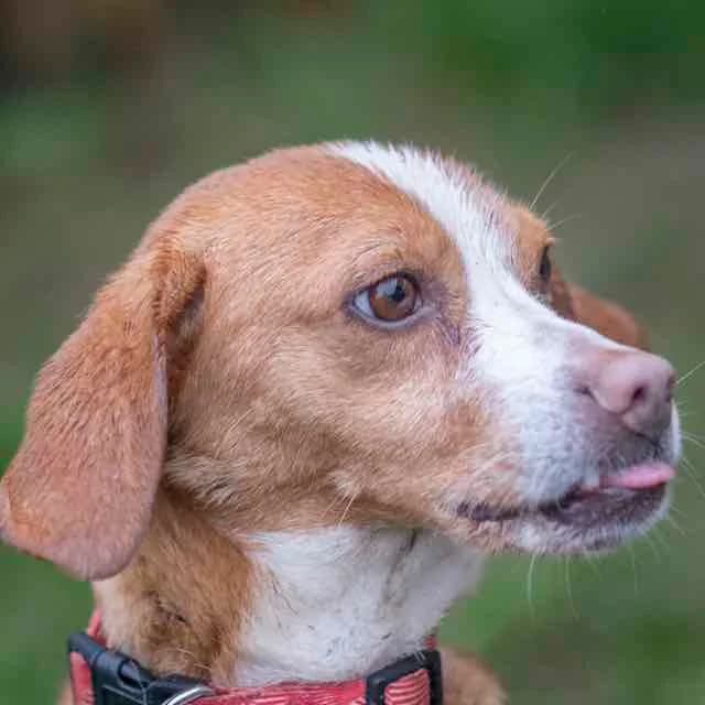 Palma, female Beagle for adoption at SPA de Loire Atlantique