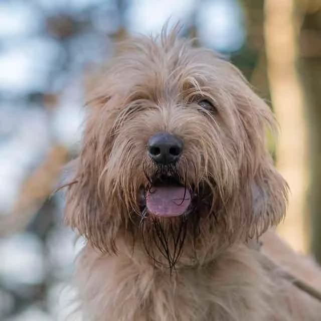 Ulysse, mixed breed for adoption at SPA de Loire Atlantique, Nantes