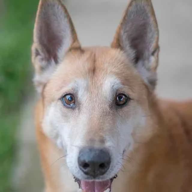 Tyson, Belgian Malinois for adoption at SPA de Loire Atlantique, Nantes