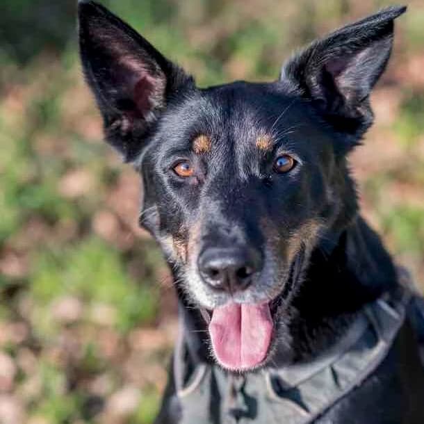 Tarantino, mixed breed for adoption at SPA de Loire Atlantique, Nantes