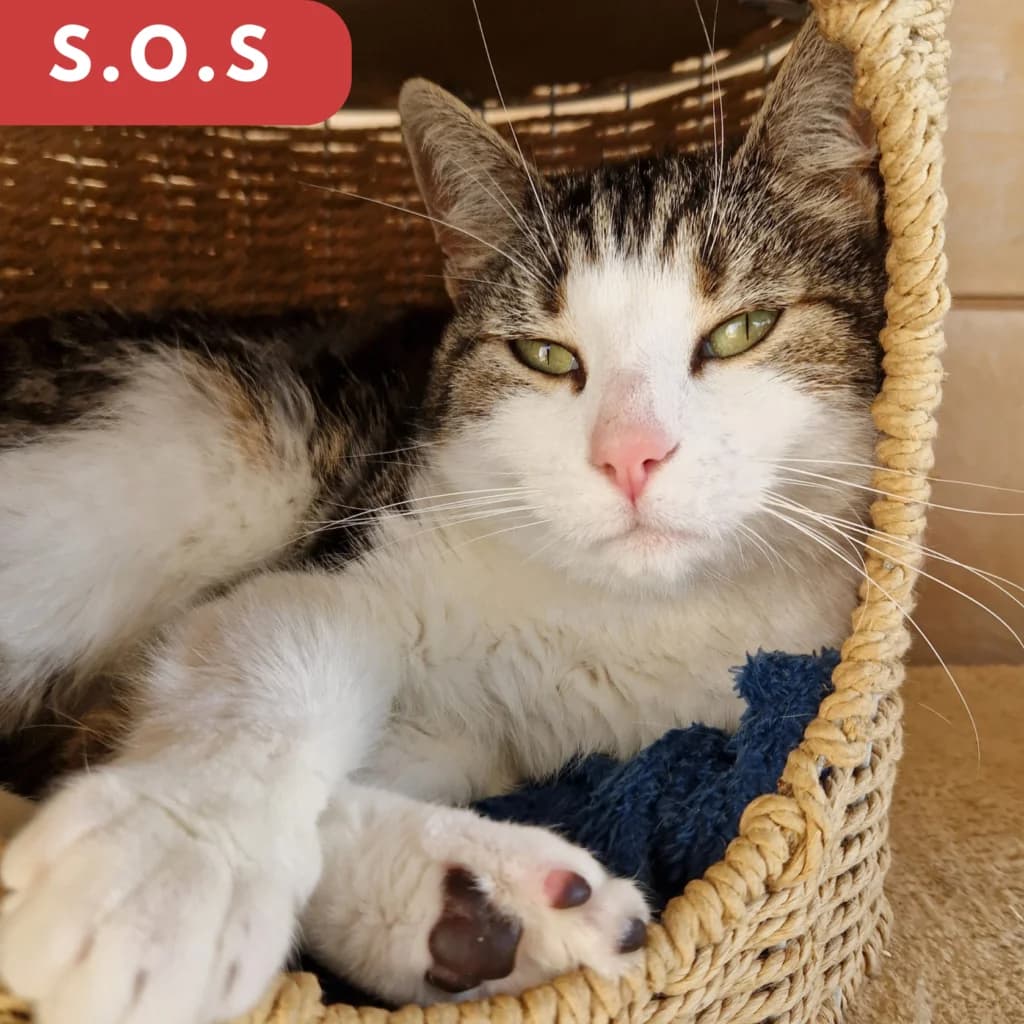 Louise, Mixed Breed for adoption at SPA de Loire Atlantique, Nantes