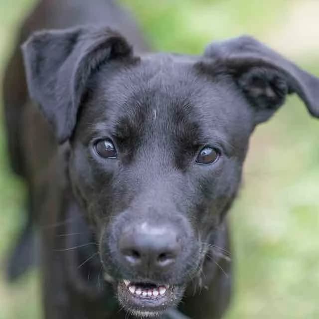 Hannibal, Mixed Breed for adoption at SPA de Loire Atlantique, Nantes