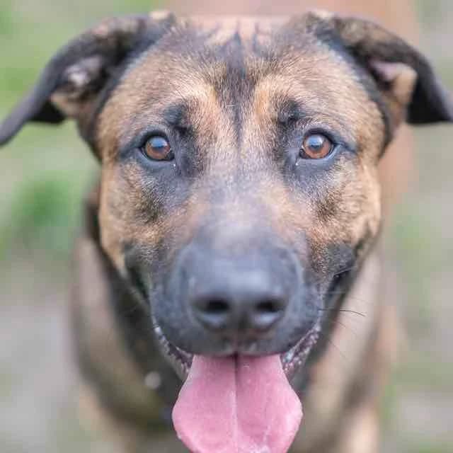Tao, Belgian Malinois for adoption at SPA de Loire Atlantique, Nantes