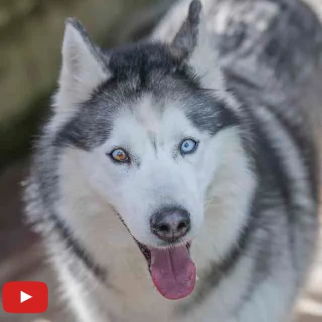 Nala, Mixed Breed for adoption at SPA de Loire Atlantique, Nantes