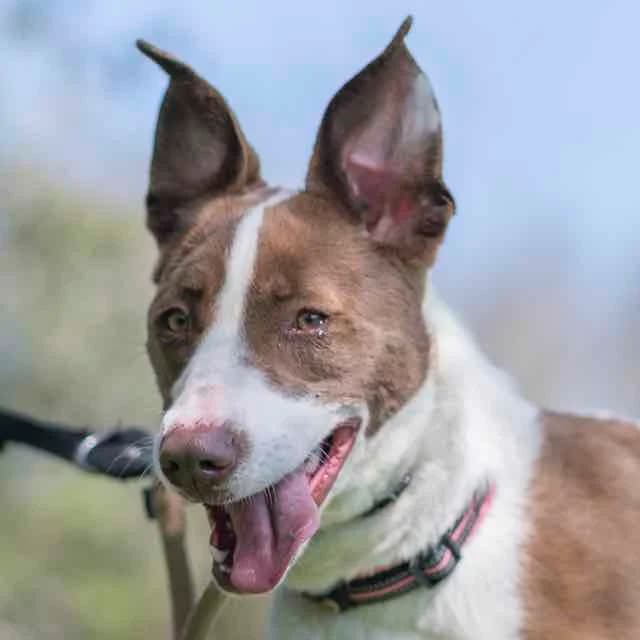 Peppa, Border Collie for adoption at SPA de Loire Atlantique, Nantes