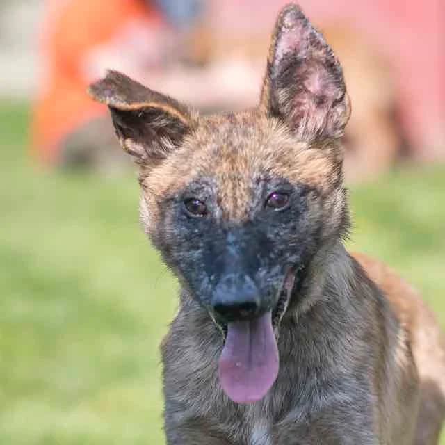 Lily, female 4yo Mixed Breed for adoption at SPA de Loire Atlantique, Nantes