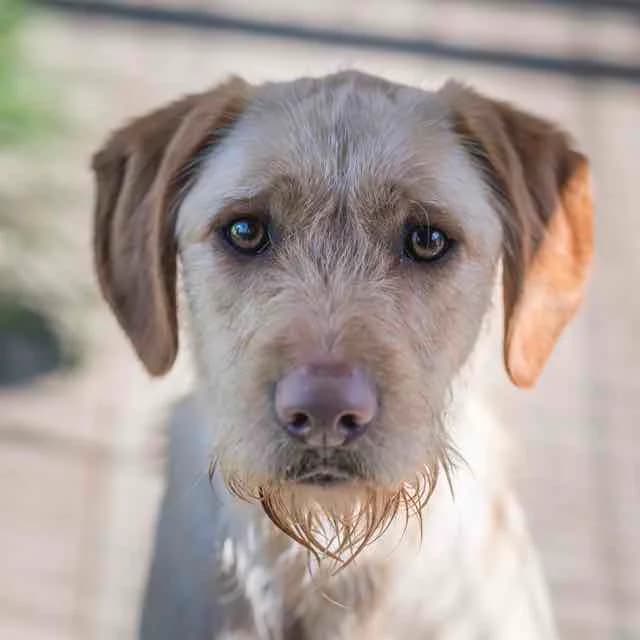 Ares, mixed breed for adoption at SPA de Loire Atlantique, Nantes