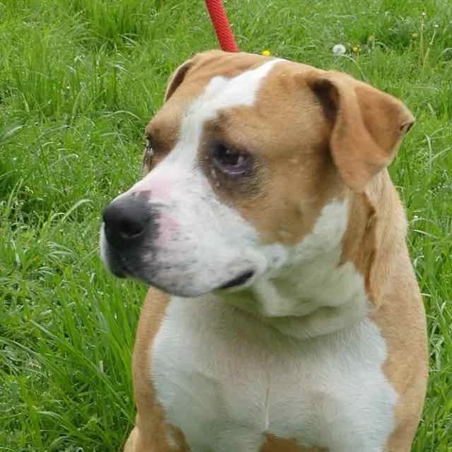 Lena, Mixed Breed for adoption at SPA de Loire Atlantique, Nantes