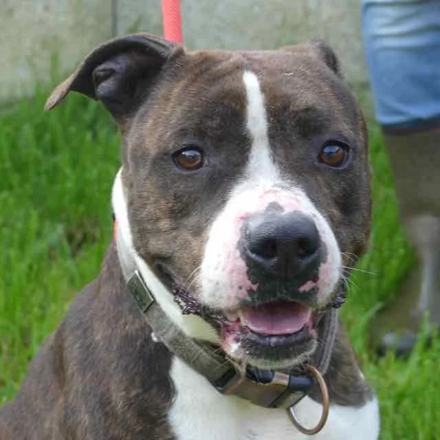 Nikita, Mixed Breed for adoption at SPA de Loire Atlantique, Nantes