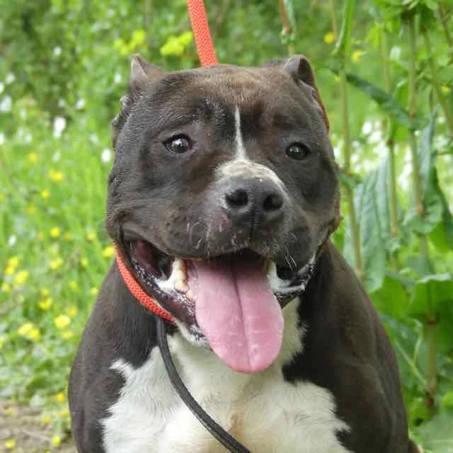 Rico, mixed breed for adoption at SPA de Loire Atlantique, Nantes